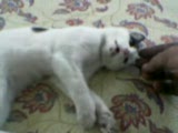kedim
