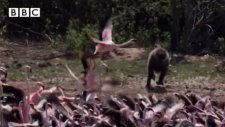 Flamingoyu Havada Yakaladı!