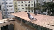 güvercin.taklacı videoları,ferdi bayrak,,05354829474-TRABZONLU