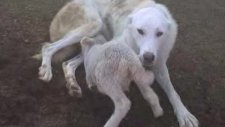 Kuzu ve köpek,akbaş çoban köpeği