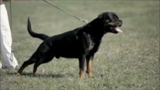 Rottweiler Rott Turk