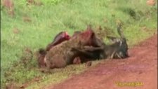 Sırtlan, Antilobu canlı canlı yiyor Hyena vs Wildebeest ( BELGESEL )