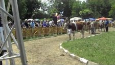 Awarded cattle breeds of the National Livestock Show Breed Semental and Bulgarian brown cattle