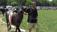 Awarded cattle breeds of the National Livestock ShowBulgarian Murra breed