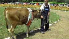 Awarded cattle breeds of the National Livestock ShowBulgarian Rhodope cattle breed