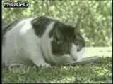 dünyanın en şişman kedisi