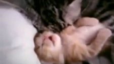 Mother cat embracing her dreaming baby kitten (Yavrusu rüya gören kediye annesi sariliyor)