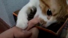 kutudaki kedi boncuk