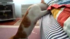Oyun Oynayan Kedi boncuk 2