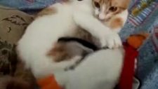 oyun oynayan kedi boncuk