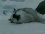 mükemmel bir video defalarca izledim...