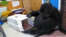Orangutanın yavru kedi sevgisi