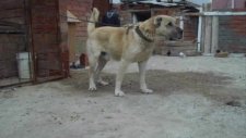 kangal diyarı üretim çiftliği