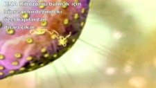 Evrim teorisi neden geçersiz 2