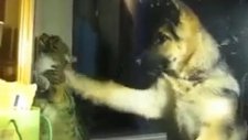 Köpek vuruyor kedi karşılık veriyor