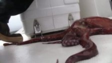 Octopus Escape!
