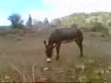 deli eşşehh