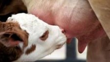 Sütçü simental ve yerli holstein gebe düveler