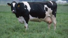 Yerli ve ithal gebe düveler simental holstein