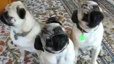 The Pug Head Tilt