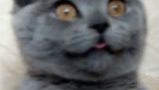 kedi canını senin ;D