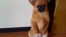 Azar İşiten Köpek