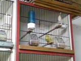 malinua