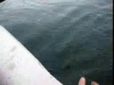 Kapulukaya Turna Avı