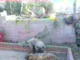 ovcharka kafkas çoban köpeği