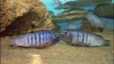 Saulosi coral red Erkekleri Kapışıyor