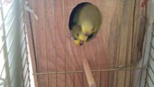 Vıdeo0035 0 vcd pal