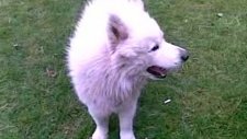 beyaz köpek