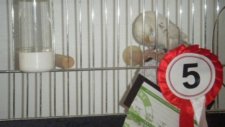 Tepeli muhabbet ( BAYRAM AKYILDIZ ) 0545 323 65 97