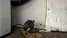 Çin malı fare kapanı