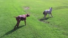Köpek boşuna tribe girdi