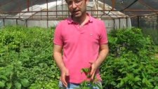 Kiraz Fidanı, Budaması, Satışı, Dikimi
