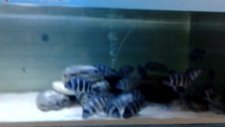 Blue Zaire Mikula VE Moba f0 AFRİCA İTALATIMIZ