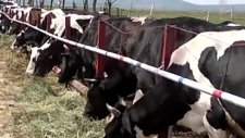 Erzurum pasinler korucuk köyü veysel kızıltunç