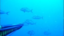 zıpkınla balık avı-spearfishing-pesca sub