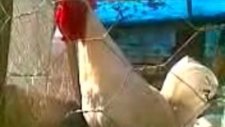 Video004