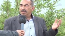 Dağa Baktı Badem Oldu
