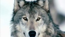 Kavkaz Lezginka (Kavkaz Wolves) Lezginka Music Dj Nariman Dream (360p)