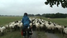 Bisikletle Dünya Turu, 2008, Almanya, bisiklet yolunda koyun sürüsü