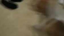 Yavru Köpek Aynaya Bodoslama Daldı