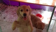 Satılık golden retriever yavrulari05333974577