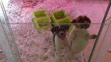satilik jack russel terrier yavrulari05333974577