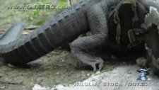 Python eats Alligator 02, Time Lapse Speed x6