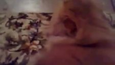 Konuşan Kedi Noluyo abi noluyo