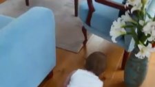 Küçük Çocuğun Kedi Sevgisi