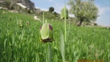 Kalaba Köyü Yayla Gezisi 2012 ( Babam Ve Ben )